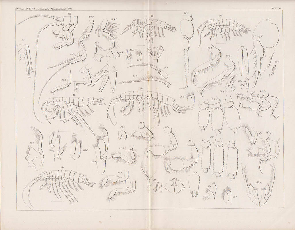 A. Goës : Crustacea amphipoda maris Spetsbergiam alluentis, cum speciebus aliis arcticis enumerat A. Goës. Tab. XXXVI-XLI