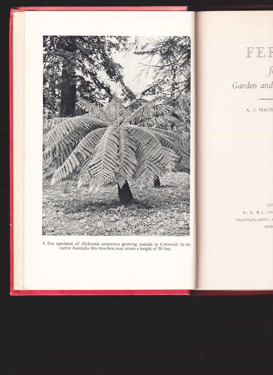 A. J. Macself : Ferns for Garden and Greenhouse
