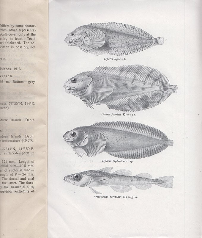A. M. Popov : To the knowledge of the Ichthyofauna of the Siberian sea