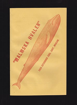 A. W. Malm : Några blad om hvaldjur i allmänhet och Balænoptera Carolinæ i synnerhet