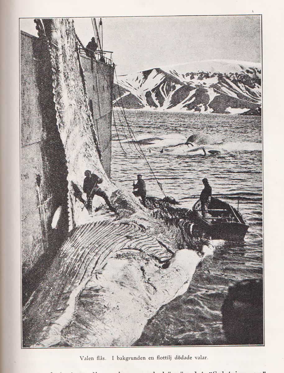 Aage Krarup Nielsen : På valfångst i södra Ishavet