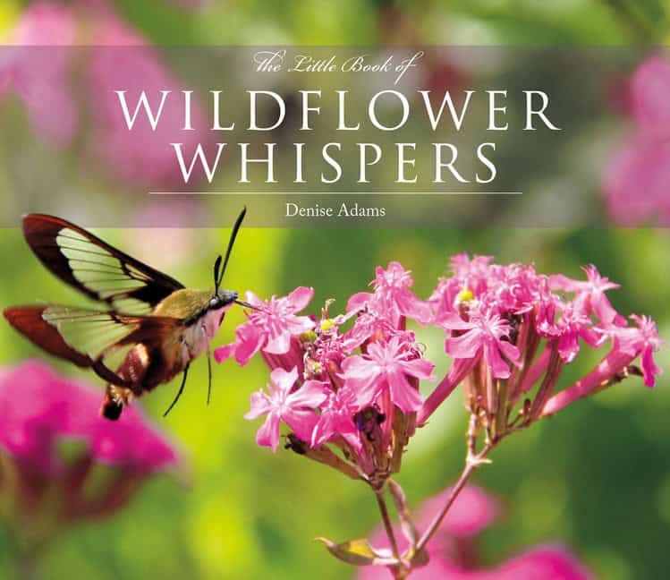 Adams Denise : The Little Book of Wildflower Whispers