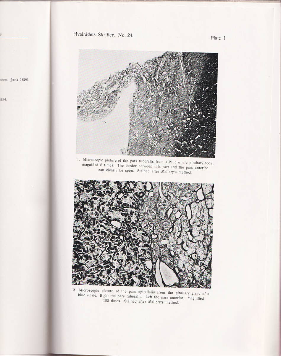 Alf P Jacobsen : Endocrinological studies in the blue whale (Balaenoptera musculus L.). With 15 Figures in the Text and 8 Plates