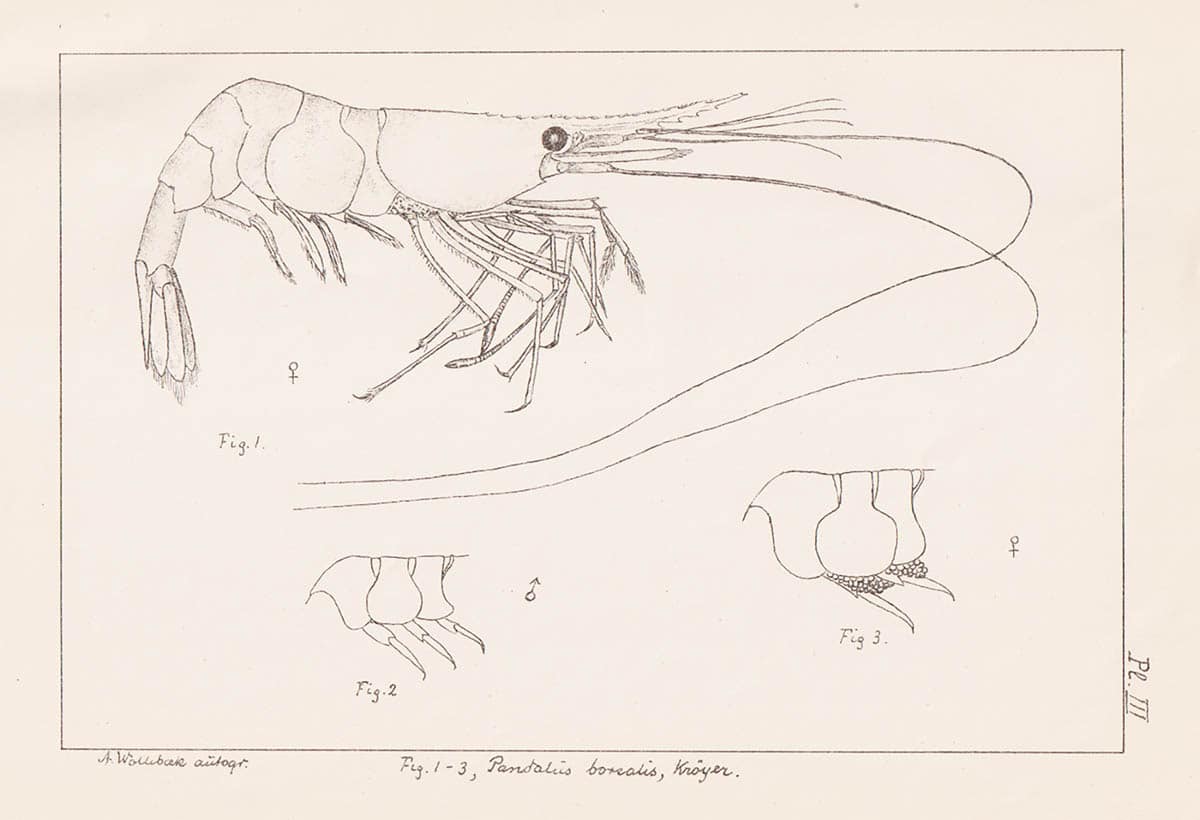 Alf Wollebæk : Decapoda. Collected during the fishing investigations directed by Dr. Hjort in 1897 & 98. With 2 (i denna 3 planscher) autographic plates, (and letterpress figures) (dedikation)