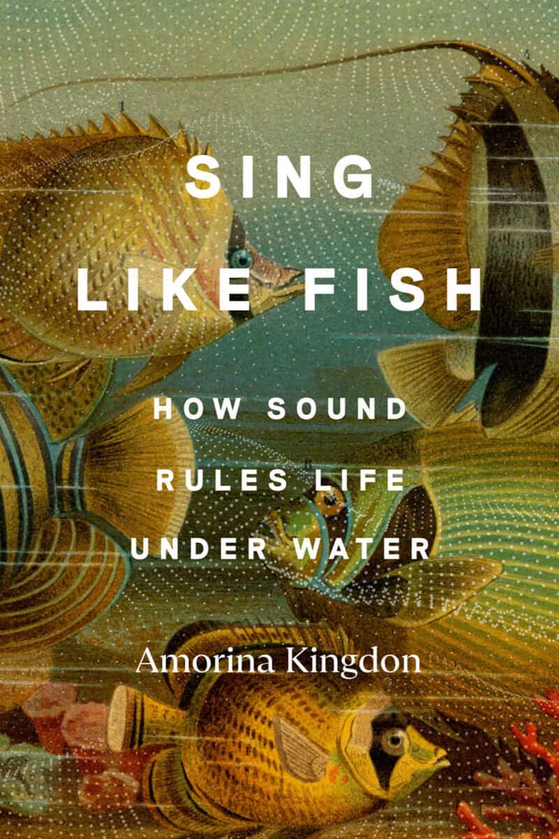 Amorina Kingdon : Sing Like Fish