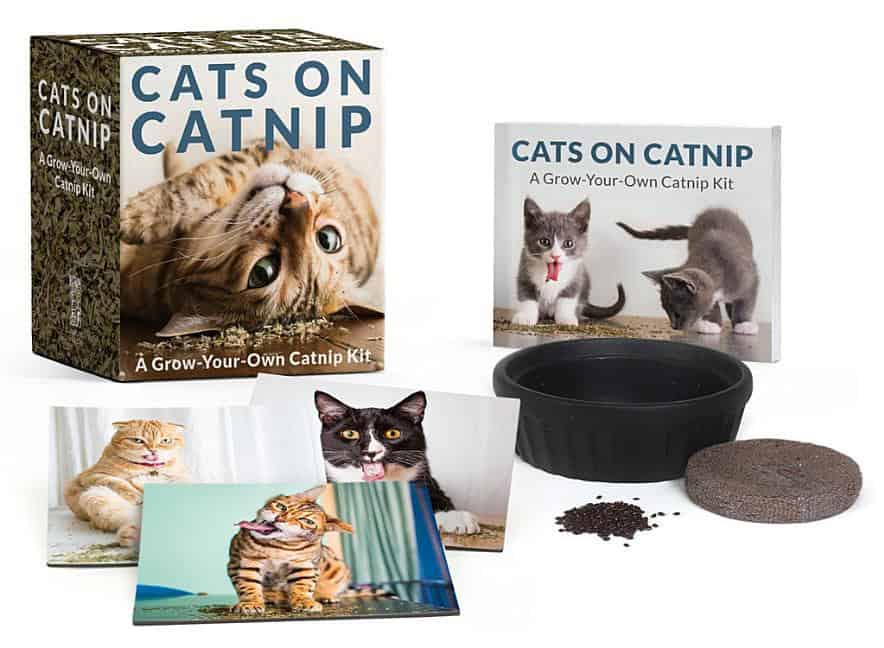 Andrew Marttila : Cats On Catnip