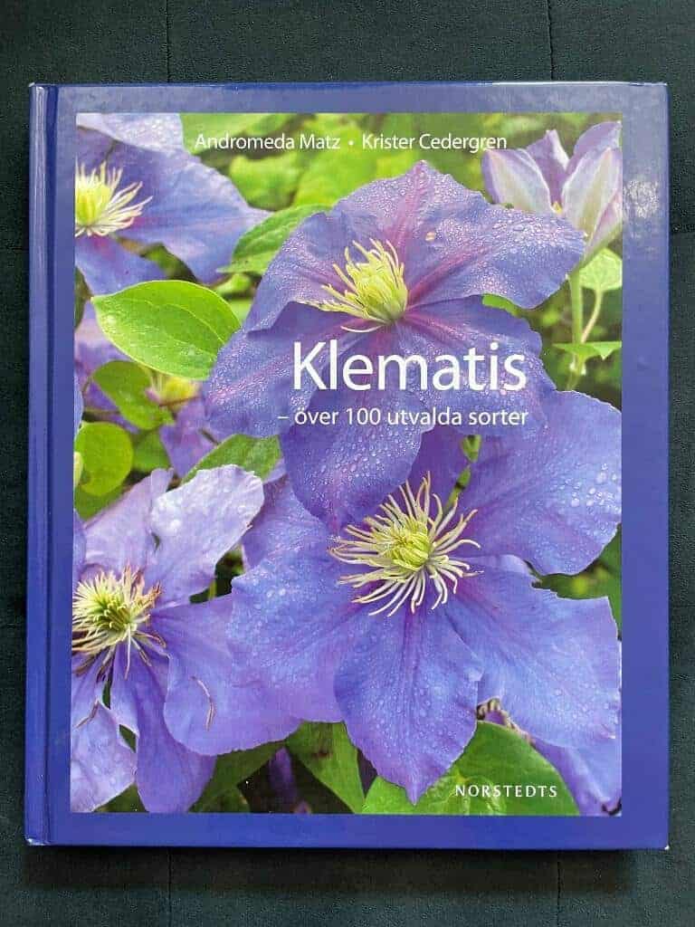 Andromeda Matz : Klematis