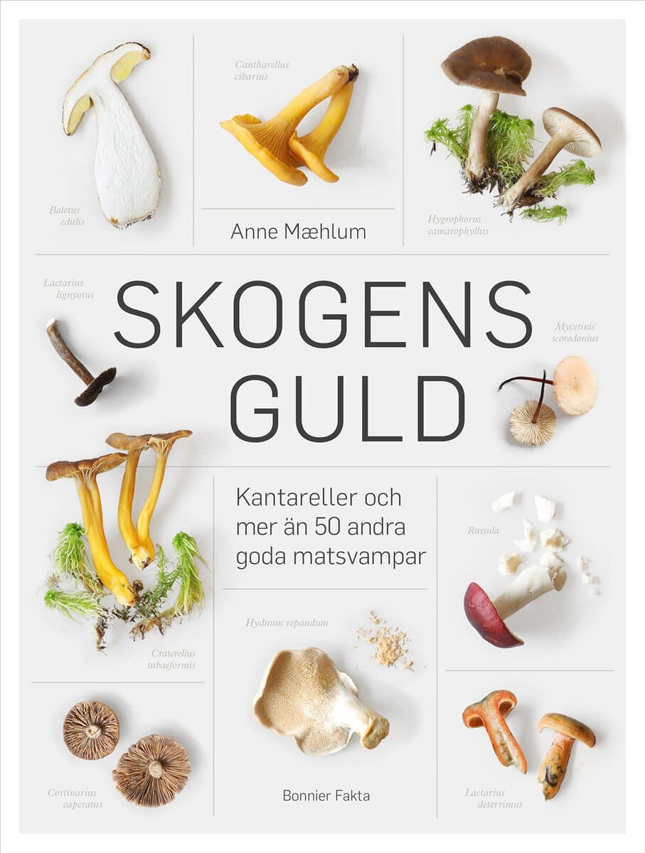Anne Maehlum : Skogens guld