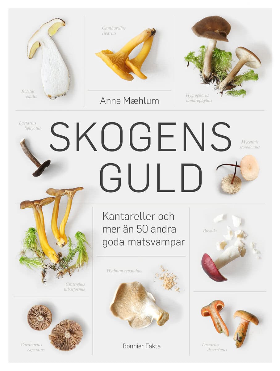 Anne Maehlum : Skogens guld