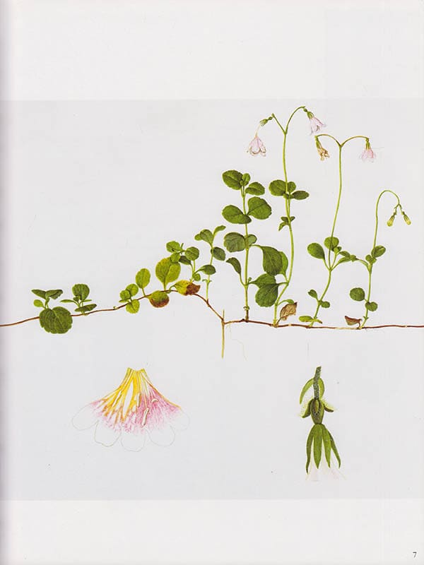 Annika Silander-Hökerberg : Män omkring Linné. Botaniska illustrationer