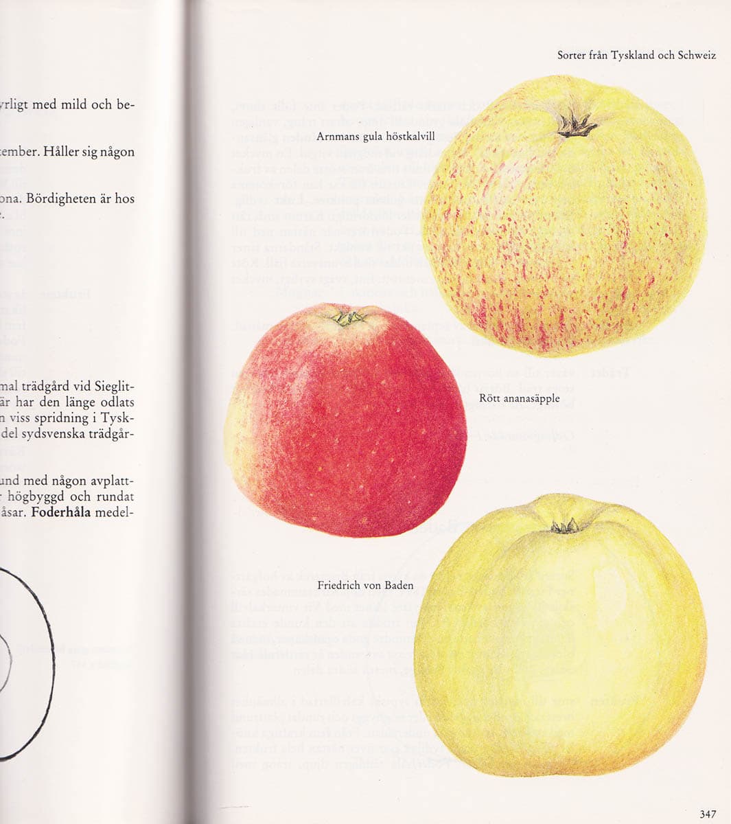 Anton Nilsson : Våra äpplesorter