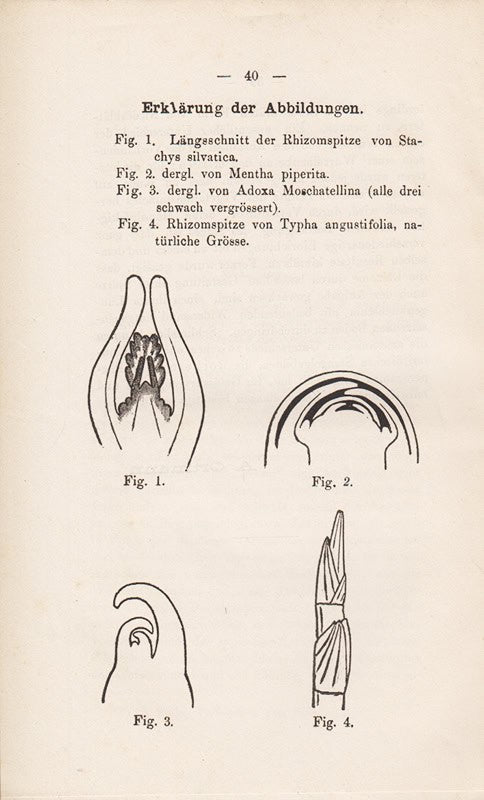 Arnold Ortmann : Beiträge zur Kenntniss unterirdischer Stengelgebilde. Inaugural-Dissertation ... der Universität Jena