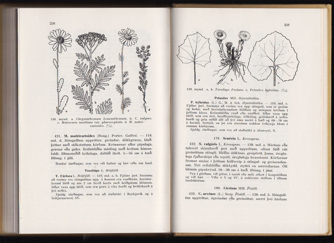 Áskell Löve : Íslenzkar Jurtir. Með myndum eftir Dagny Tande Lid