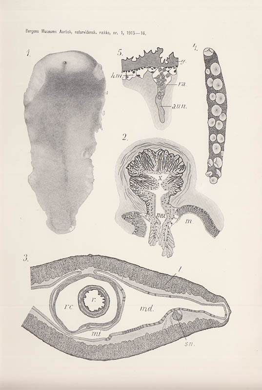 August Brinkmann : Die pelagischen Nemertinen der deutschen Südpolarexpedition 1901-1903. (Vorläufige Mitteilung)