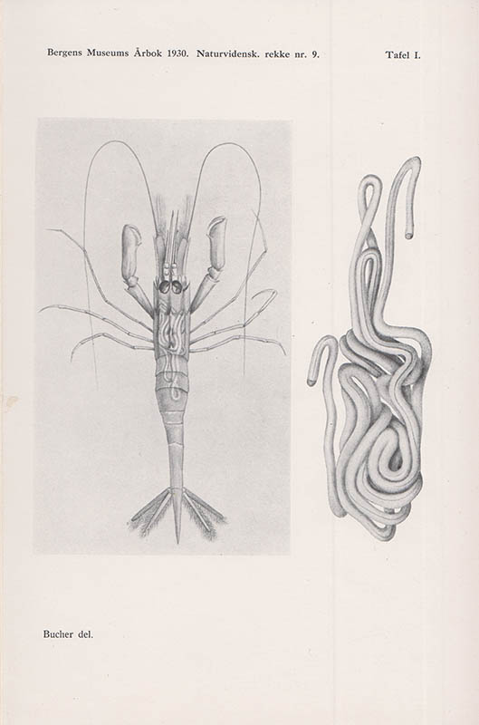 August Brinkmann : Über Nectonema munidae n.sp. Mit 2 Tafeln