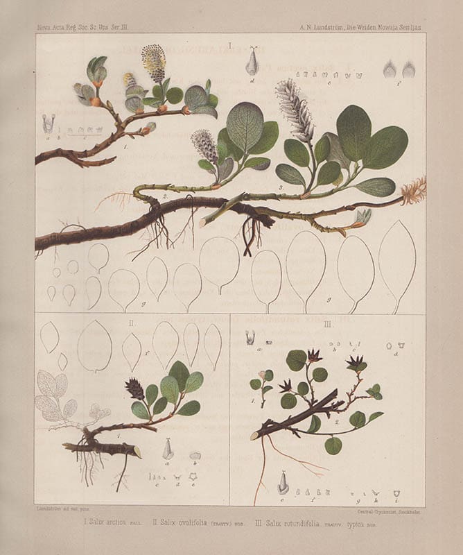 Axel Nicolaus Lundström : Kritische Bemerkungen ueber die Weiden Nowaja Semljas und ihren genetischen Zusammenhang. Mit einer Tafeln (Mitgetheilt der Königl. Gesellschaft der Wissenschaften zu Upsala am 7 April 1877)