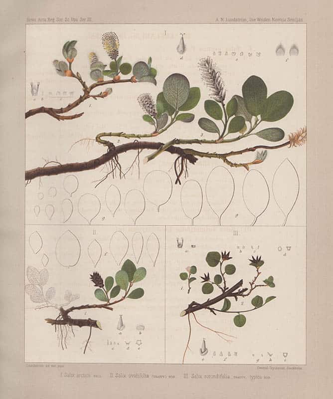 Axel Nicolaus Lundström : Kritische Bemerkungen ueber die Weiden Nowaja Semljas und ihren genetischen Zusammenhang. Mit einer Tafeln (Mitgetheilt der Königl. Gesellschaft der Wissenschaften zu Upsala am 7 April 1877)