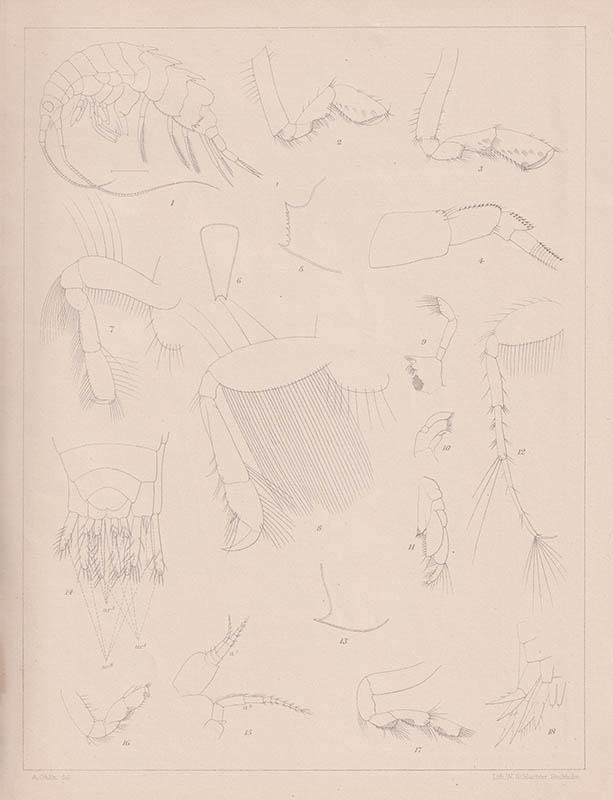 Axel Ohlin : Bidrag till kännedomen om Malakostrakfaunan i Baffin-Bay och Smith Sound