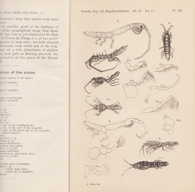 Axel Ohlin : Isopoda from Tierra del Fuego and Patagonia. I. Valvifera