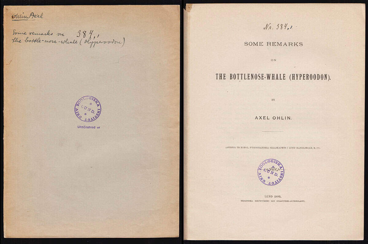 Axel Ohlin : Some Remarks on the Bottlenose-whale (Hyperoodon)