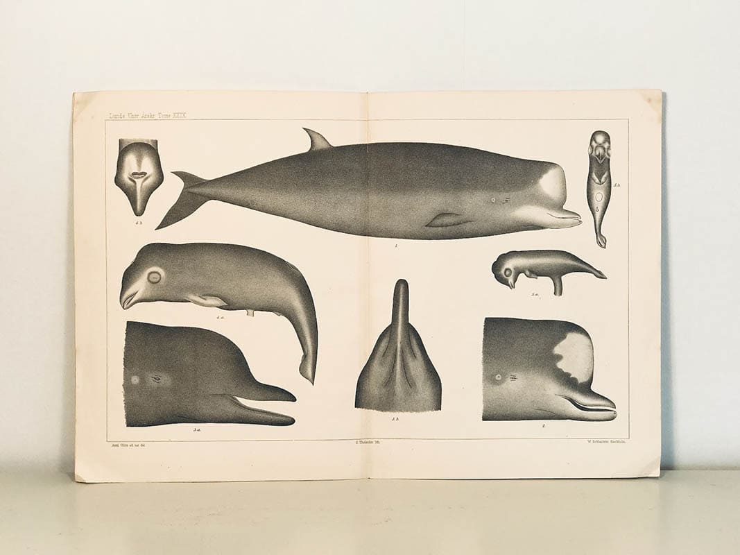 Axel Ohlin : Some Remarks on the Bottlenose-whale (Hyperoodon)