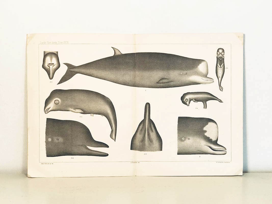 Axel Ohlin : Some Remarks on the Bottlenose-whale (Hyperoodon)