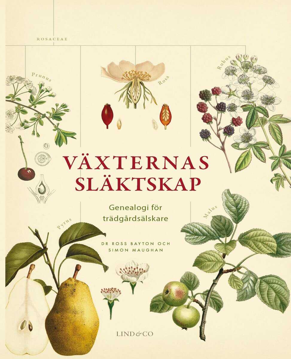 Bayton, Ross ; Maughan, Simon : Växternas släktskap : genealogi för trädgårdsälskare