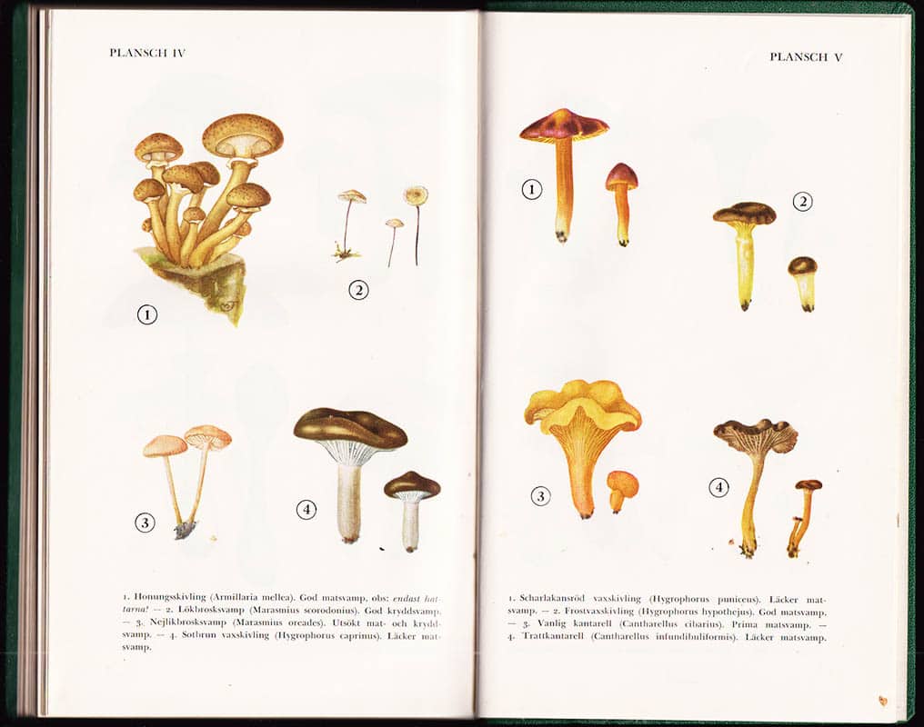 Bengt Cortin : Goda matsvampar med svenskt svamplexikon