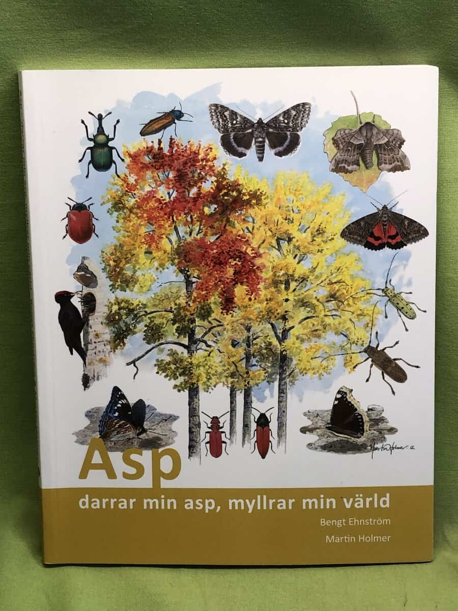 Bengt Ehnström : Asp