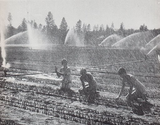 Bert Persson : Från planta till papper. En bildserie