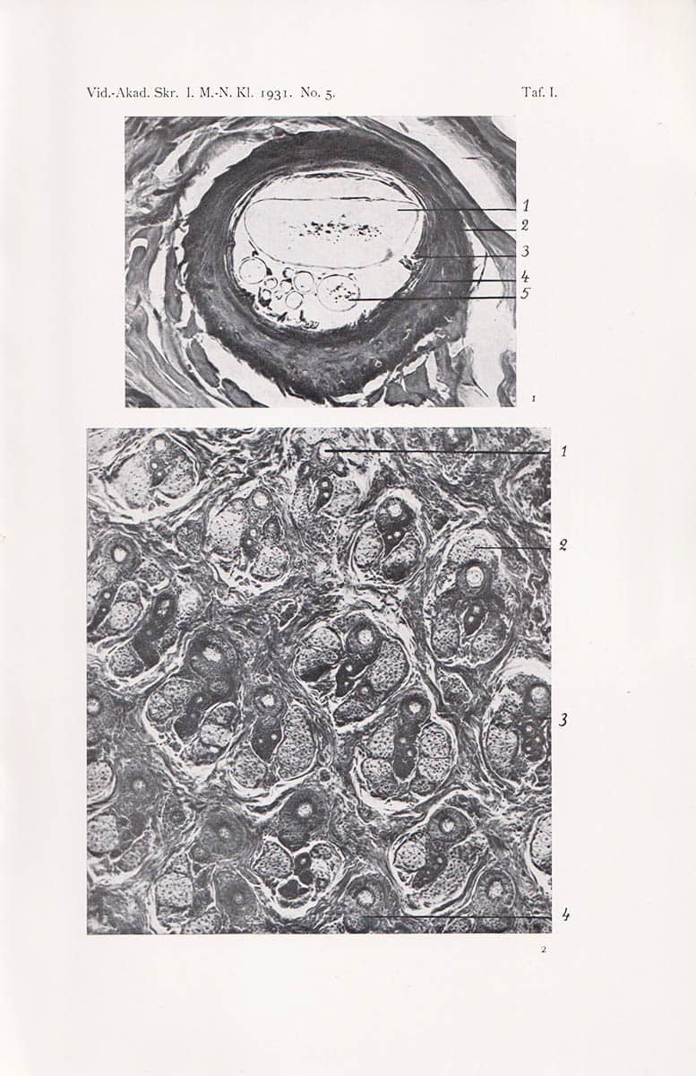 Birger Bergersen : Beiträge zur Kenntnis der Haut einiger Pinnipedien unter besonderer Berücksichtigung der Haut der Phoca groenlandica. Mit 92 textfiguren und 22 Tafeln
