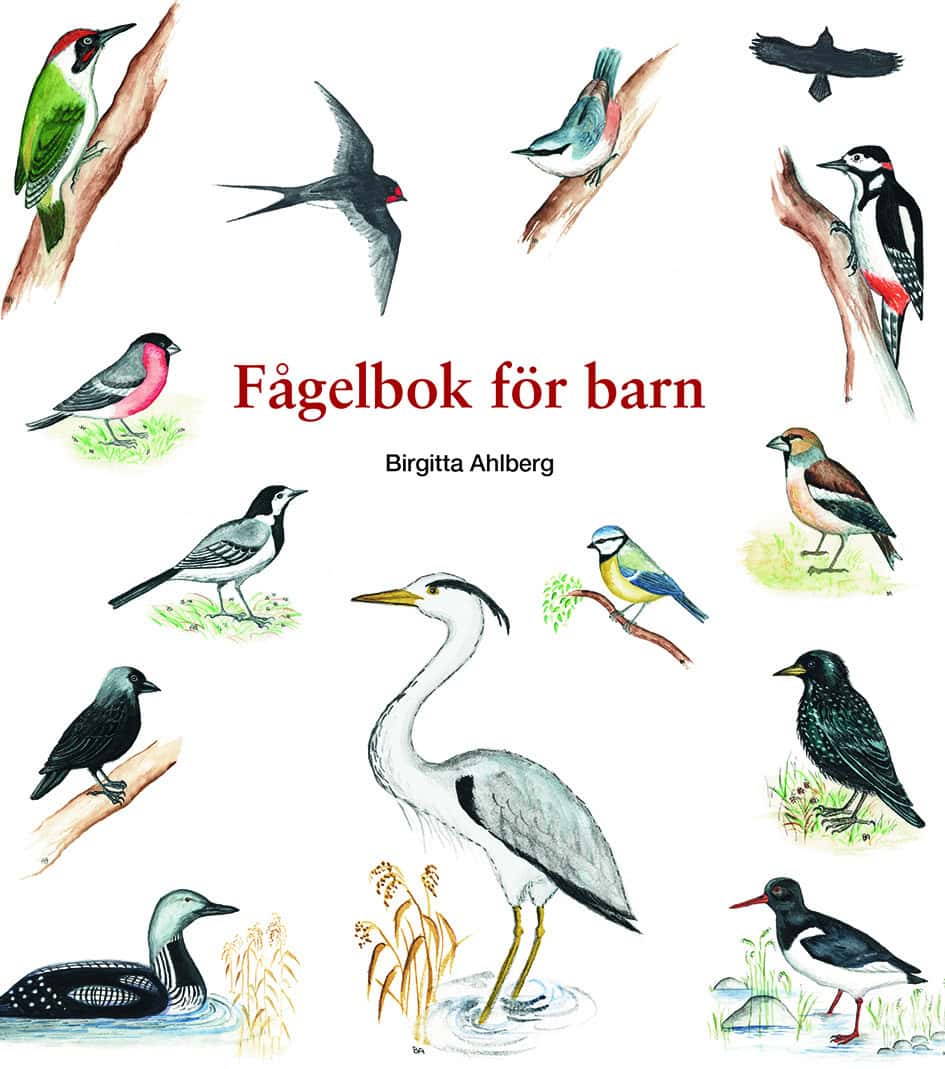 Birgitta Ahlberg : Fågelbok för barn