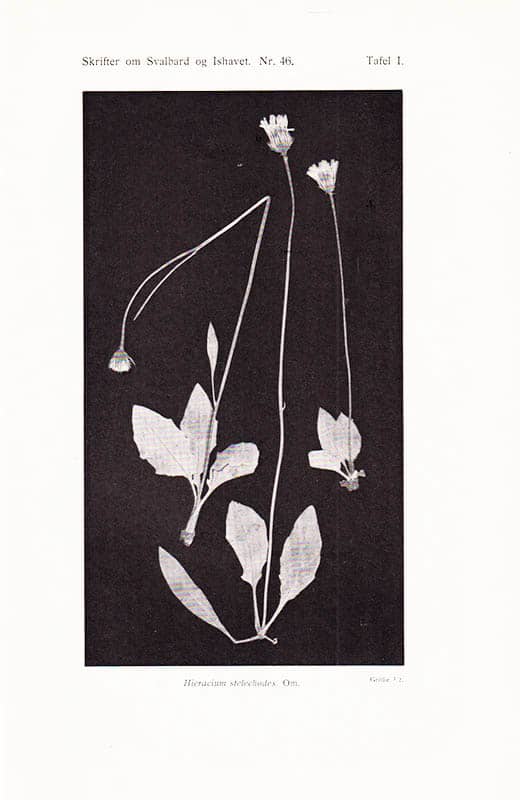 Bjørlykke, Bjørn ; Lid, Johannes ; Lynge B. ; Omang, S. O. F. : Skrifter om Svalbard og Ishavet Nr. 43-46