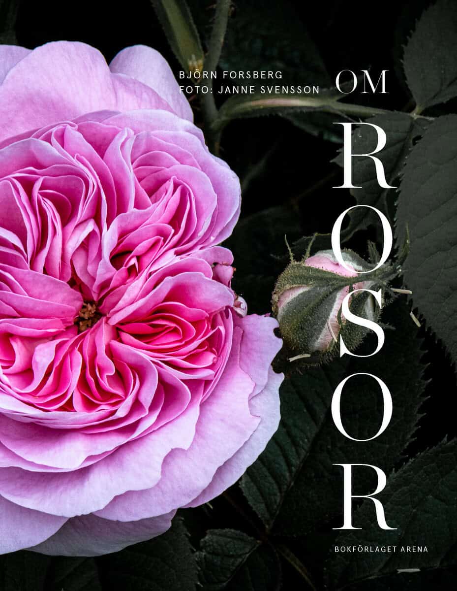 Björn Forsberg : Om rosor