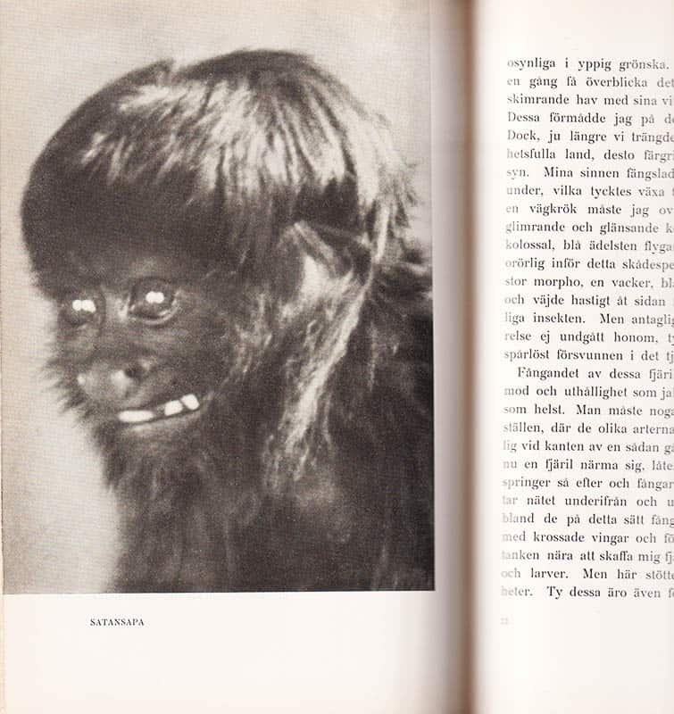 Bonsels, Waldemar (1880-1952) ; Dungern, Adolph von : Brasilien - paradis och inferno. Med 48 illustrationer