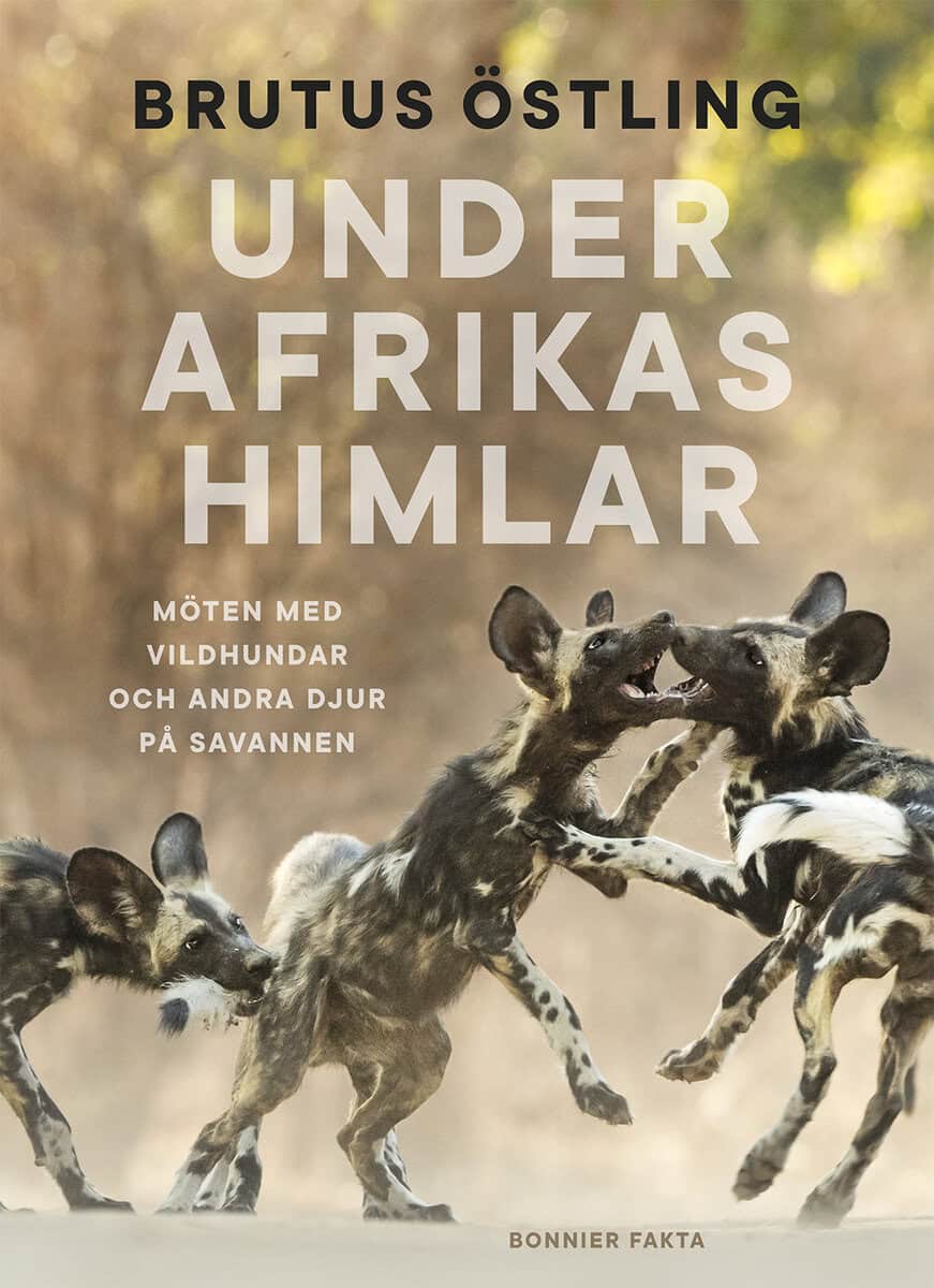 Brutus Östling : Under Afrikas himlar
