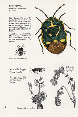 C. B. Gaunitz : Utkik på insektfronten