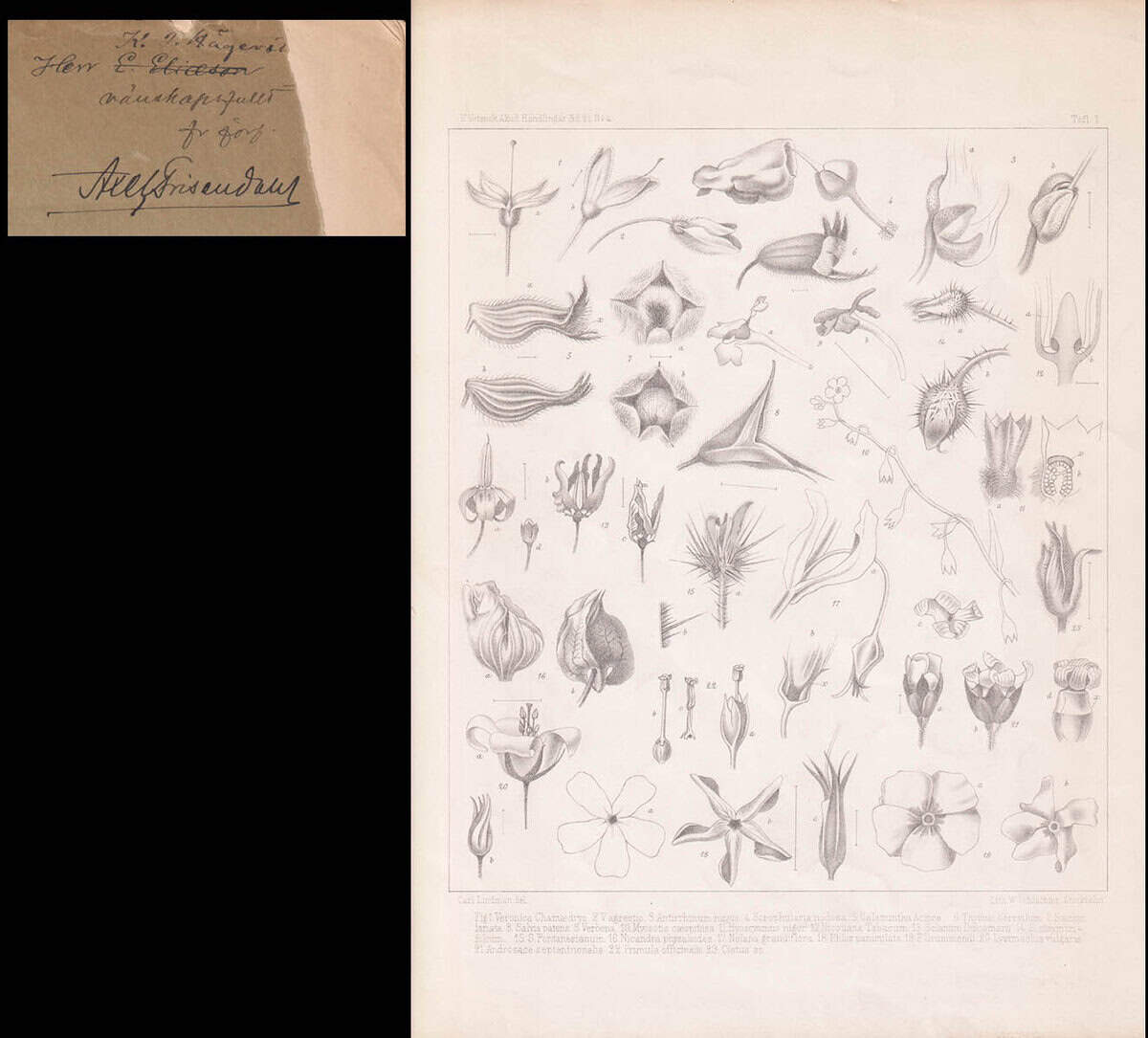 Carl Axel Magnus Lindman : Om postflorationen och dess betydelse såsom skyddsmedel för fruktanlaget. Med 4 taflor