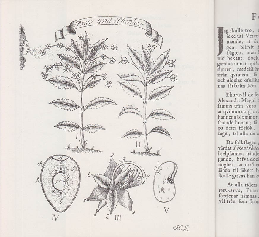Carl von Linné : Sponsalia Plantarum eller Blomstrens Biläger