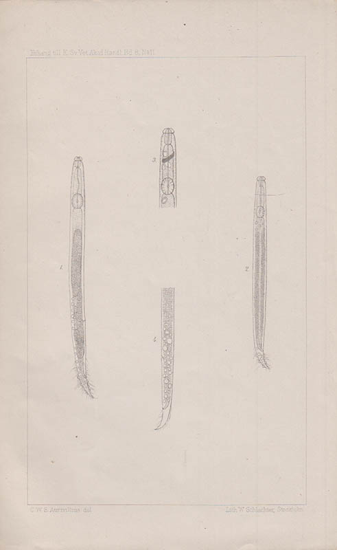 Carl W. S. Aurivillius : Eine Anguillulide aus der Schneefauna Spitzbergens. Mit einer Tafel