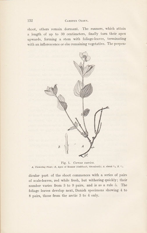 Carsten Olsen : The Structure and Biology of Arctic Flowering Plants. II. 2. 9. Cornaceæ