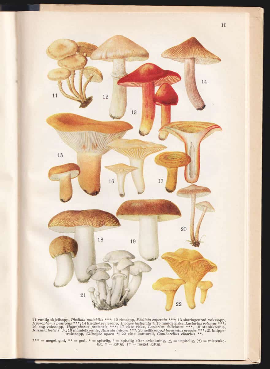 Chr. Fr Bøhme : Norsk soppbok. Med bilder og fargelagte plansjer
