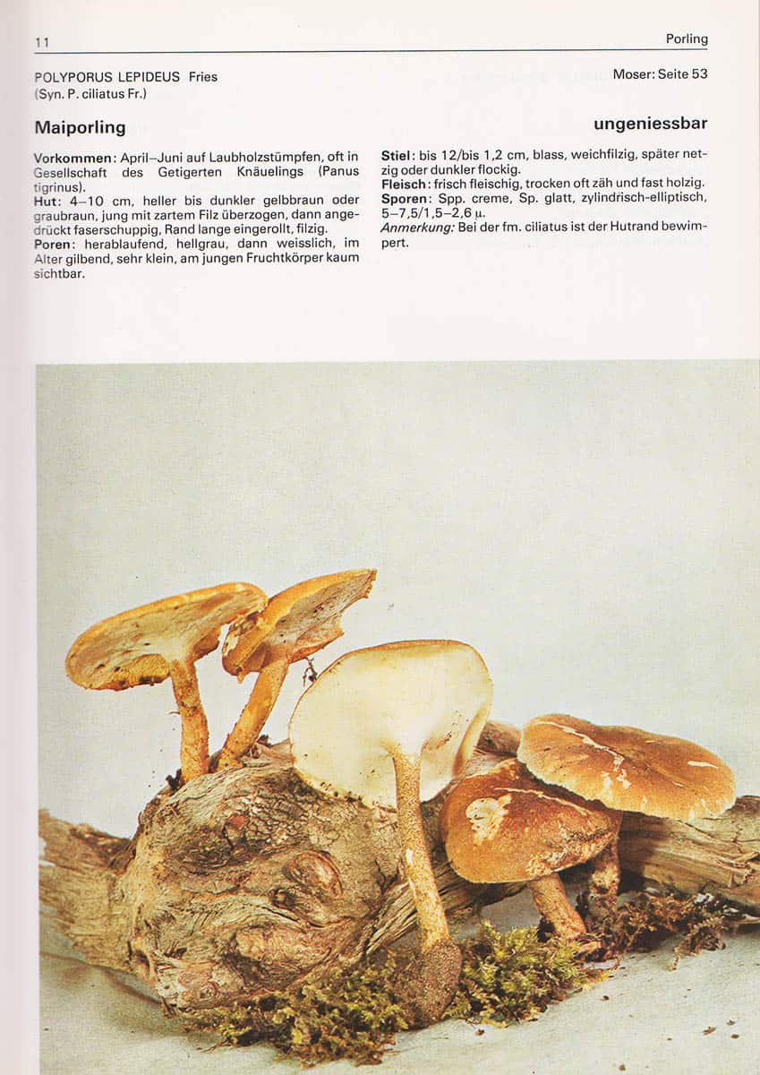Dähncke, Rose Marie ; Dähncke, Sabine Maria : 700 Pilze in Farbfotos (tysk svampbok)