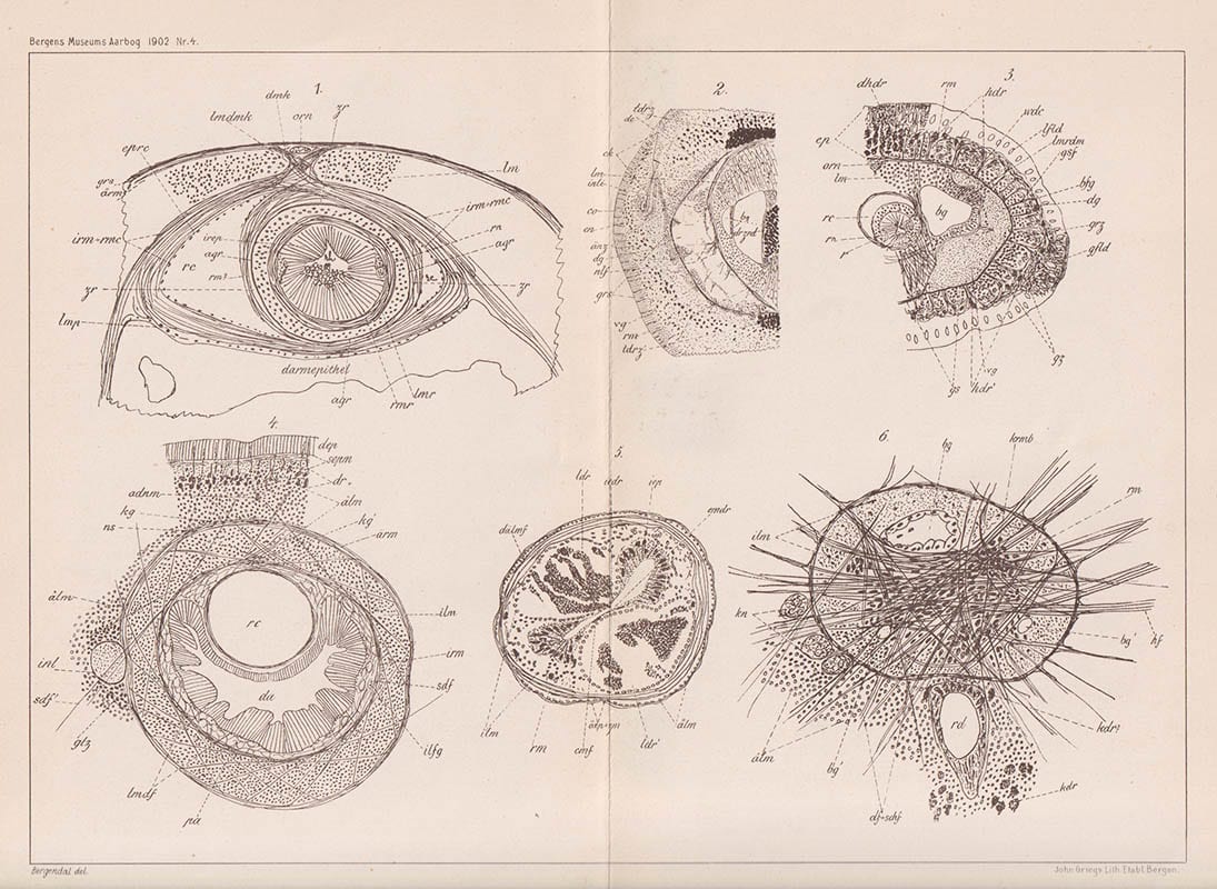 David Bergendal : Zur Kenntniss der nordischen Nemertinen (Mit einer Tafel.)