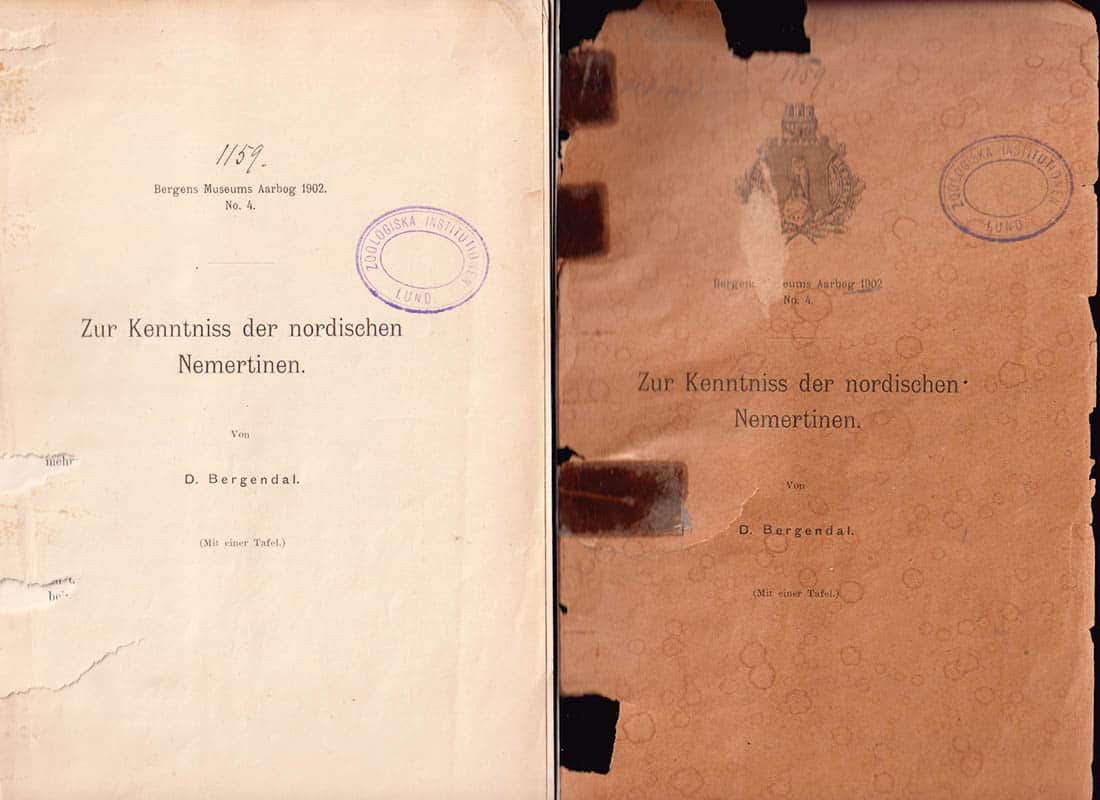 David Bergendal : Zur Kenntniss der nordischen Nemertinen (Mit einer Tafel.)