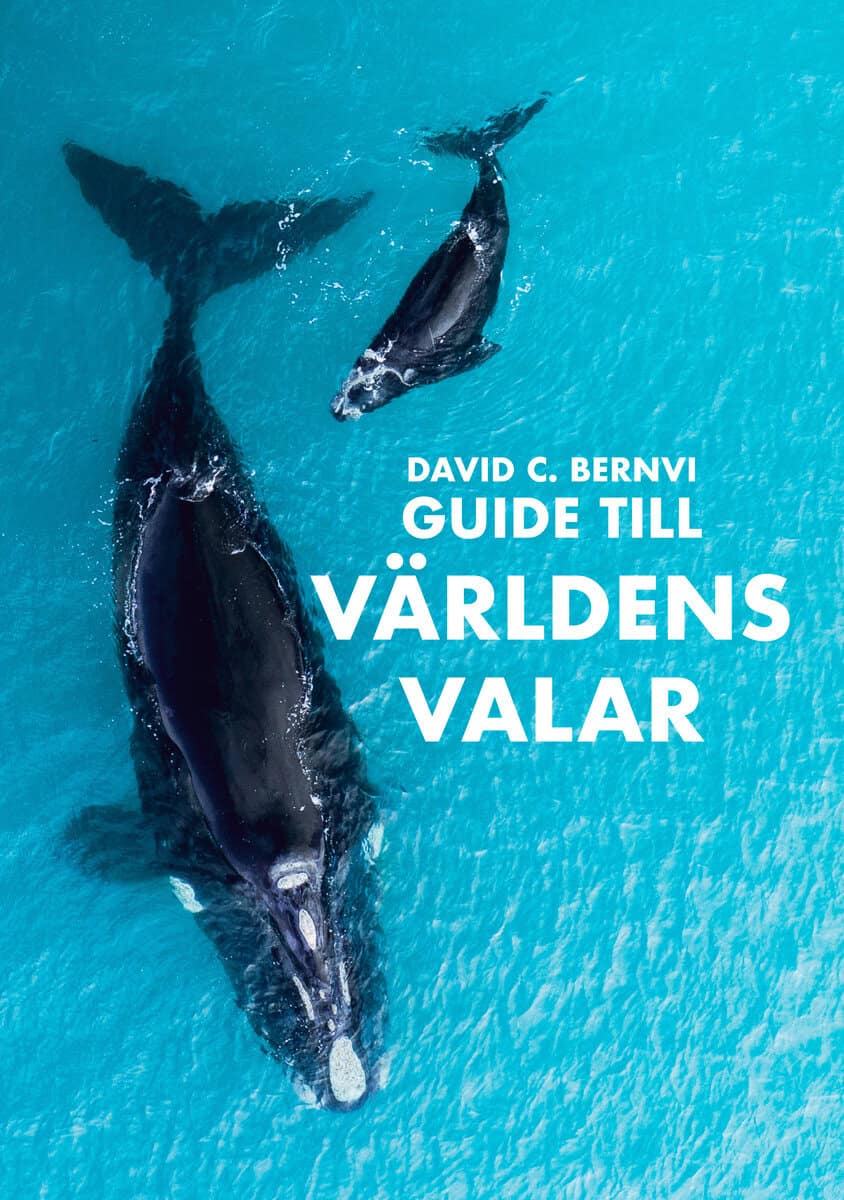 David C. Bernvi : Guide till världens valar