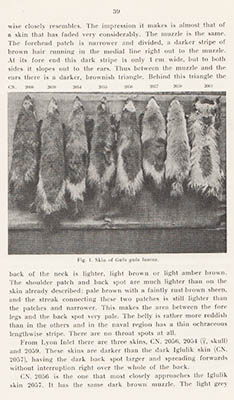 Degerbøl, Magnus (1895-1977) ; Freuchen, Peter (1886-1957) : Mammals. Part I. Systematic Notes by Magnus Degerbøl. Part II. Field Notes and Biological Observationa by Peter Freuchen