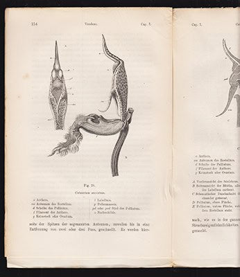 Die verschiedenen Einrichtungen durch welche Orchideen von Insecten befruchtet werden. Von Charles Darwin