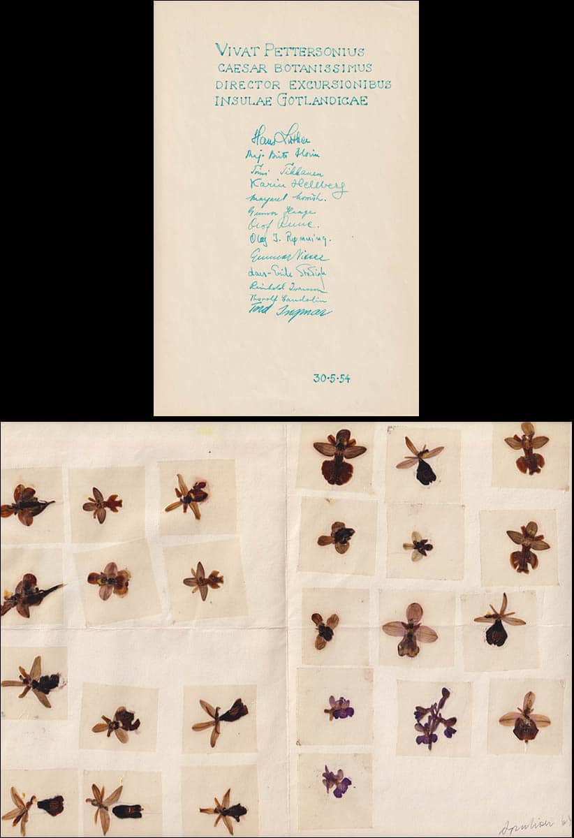 Donovan Stewart Correll : Native Orchids of North America, north of Mexico