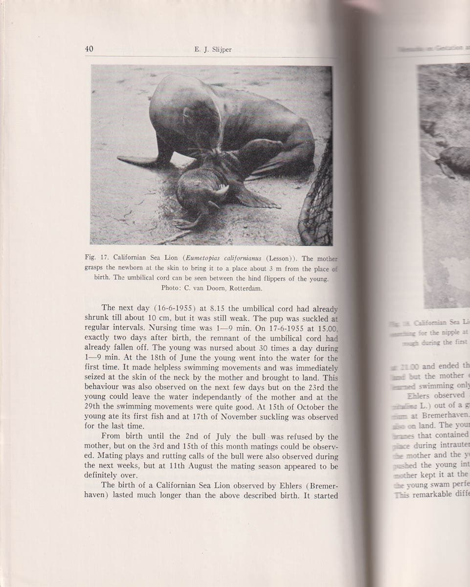 E. J. Slijper : Some remarks on gestation and birth in cetacea and other aquatic mammals. With 22 Figures in the Text